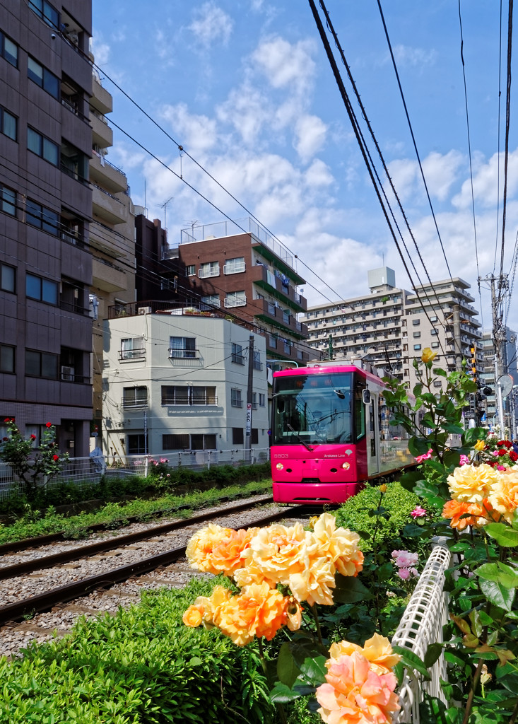 都電荒川線大塚駅前駅～の薔薇と都電④