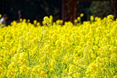 菜の花１本に狙いを・・・　浜離宮恩賜庭園にて