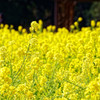菜の花１本に狙いを・・・　浜離宮恩賜庭園にて