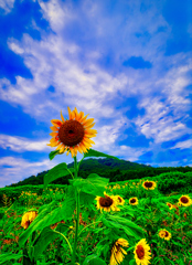 伏馬山バックに夏空と向日葵（萩市）