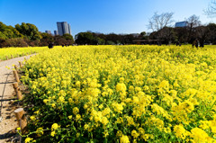 お花畑の菜の花②　（浜離宮恩賜庭園）