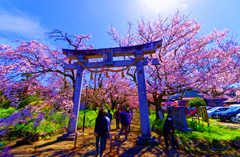 徳佐八幡宮の鳥居と 枝垂桜のトンネル