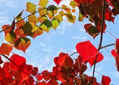 紅葉　ナンキンハゼの環