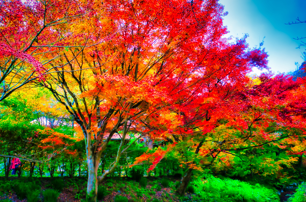 真っ紅に色づきました 紅葉（重源の郷）