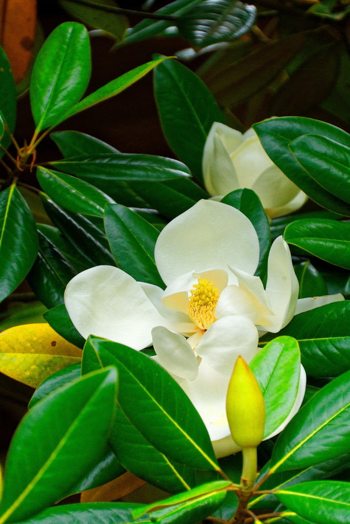 泰山木の花　（調布 深大寺）