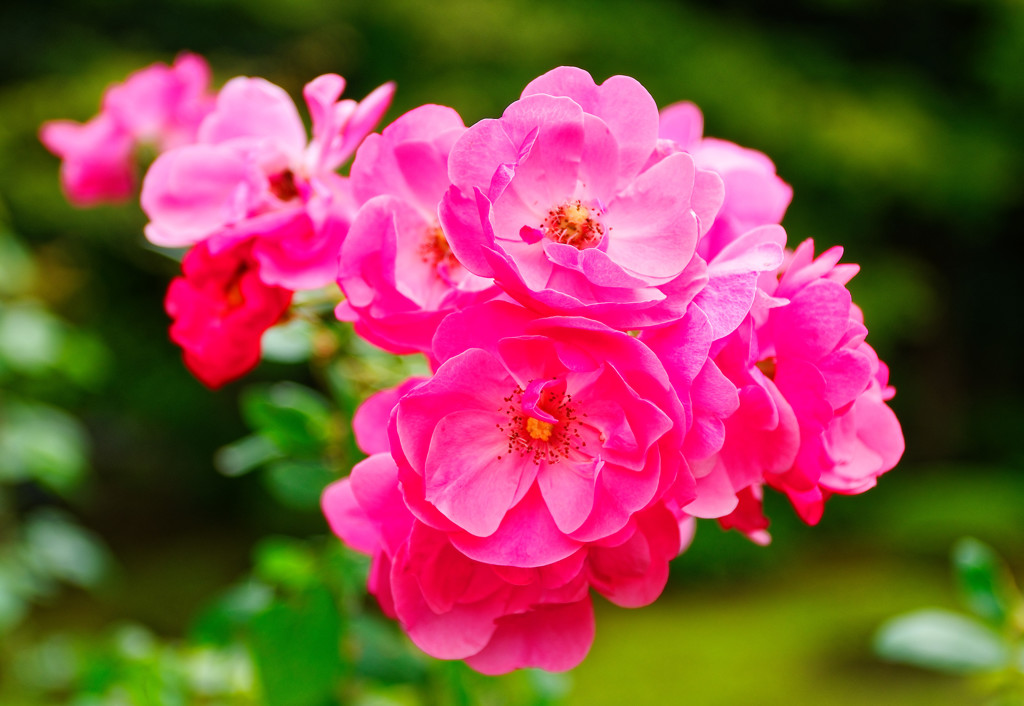 秋薔薇アンジェラ　（旧古川庭園）