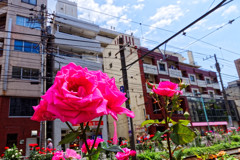 都電荒川線 線路際の薔薇（大塚周辺）③