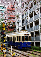 満開の桜の中を行く都電荒川線　学習院下駅付近（３）