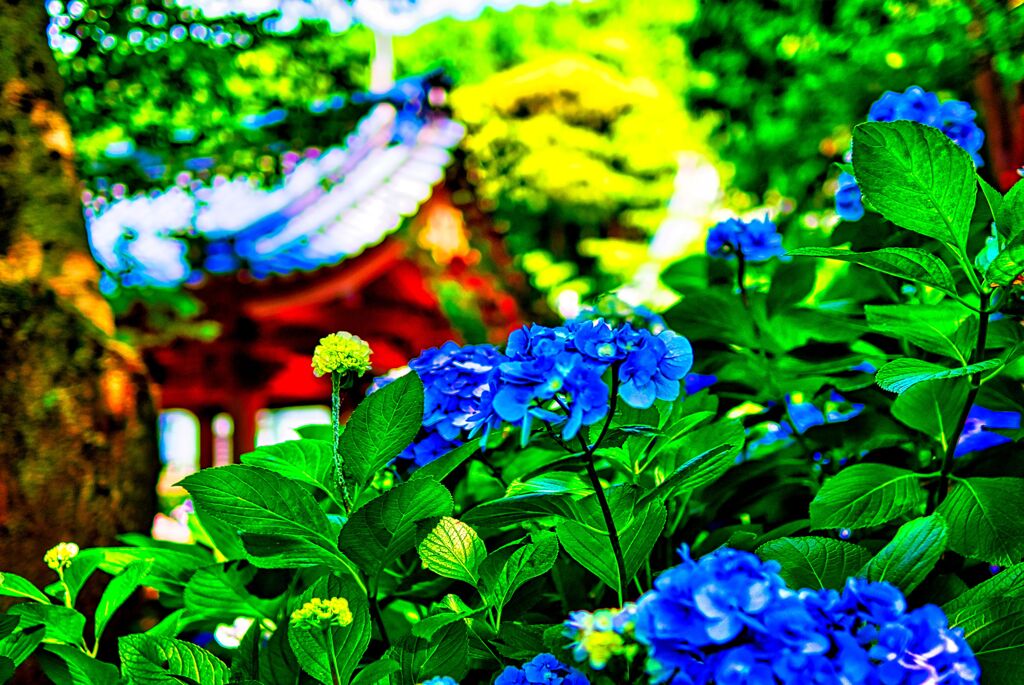 蒼き紫陽花（長門市 向徳寺)