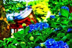 蒼き紫陽花（長門市 向徳寺)