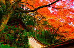 紅と黄のグラデーション②　(津和野 旧堀氏庭園)