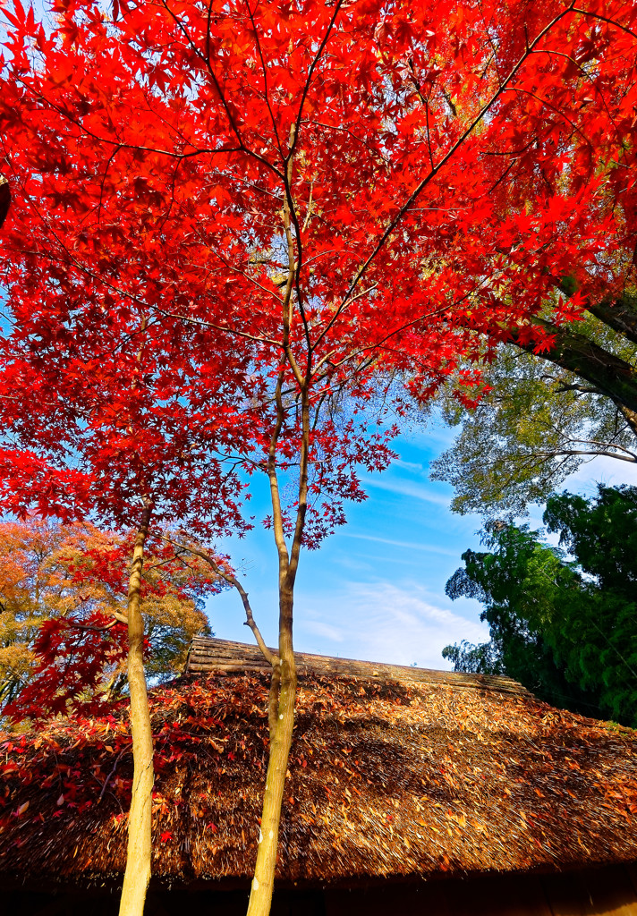 藁ぶき屋根と真っ赤な紅葉　平林寺にて