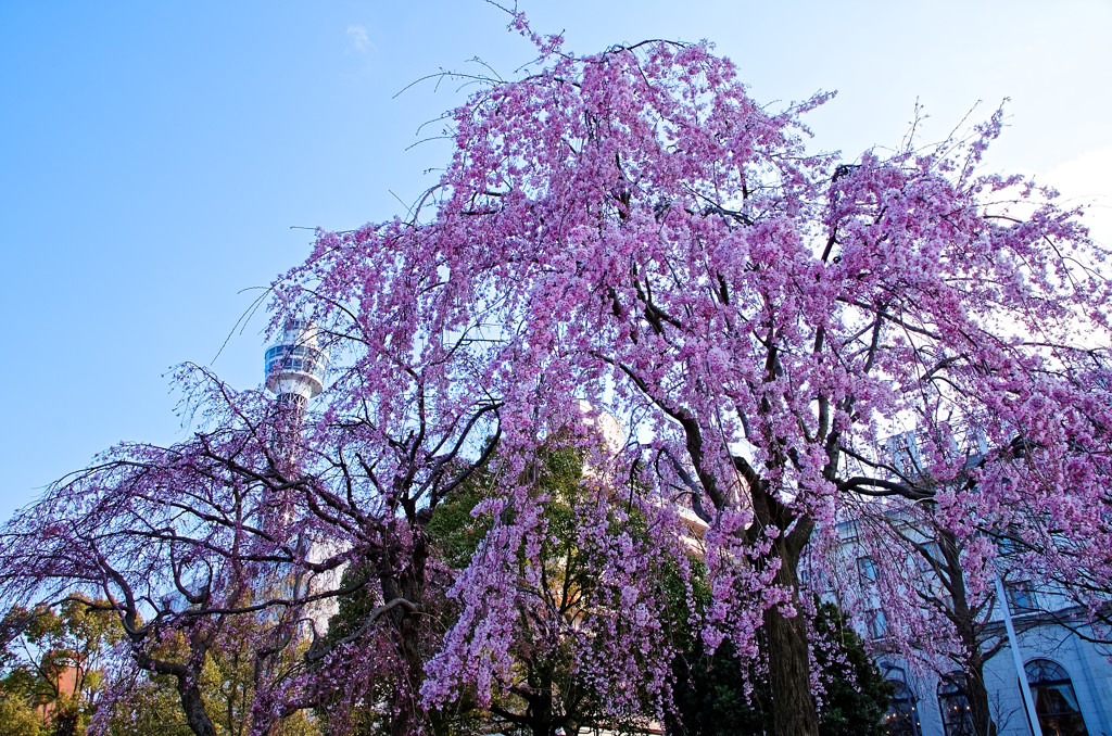 枝垂桜　山下公園（横浜）にて