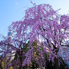 枝垂桜　山下公園（横浜）にて
