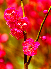 麗しい花色 紅梅①（山口県萩市）