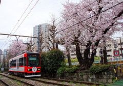 満開の桜の中を行く都電荒川線　学習院下駅付近（２）