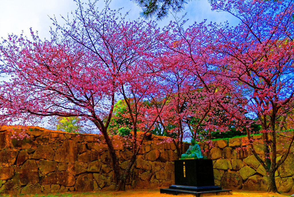 毛利輝元公像と桜花（萩城跡）