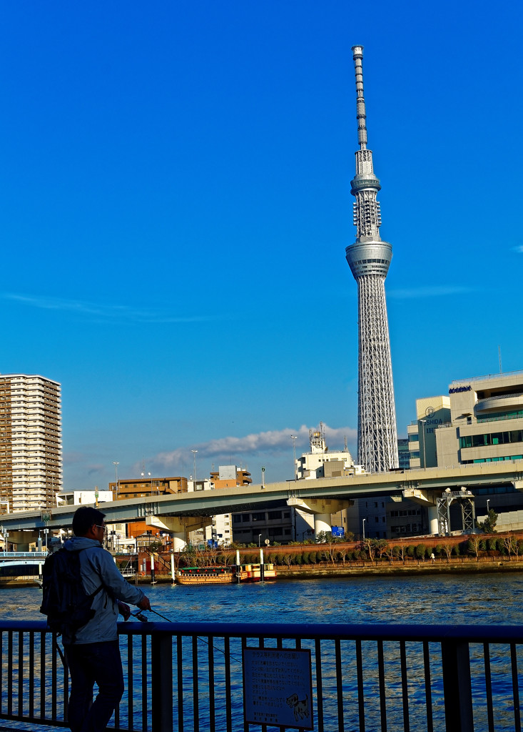 スカイツリーと釣り人　浅草隅田川にて