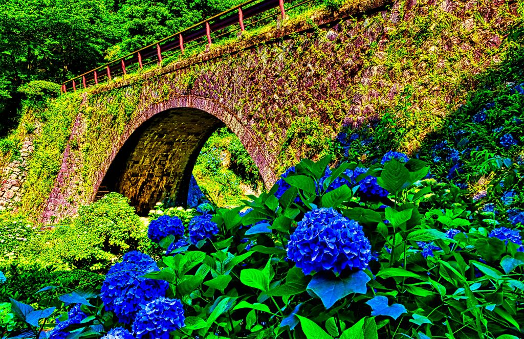 紫陽花 眼鏡橋にて（萩市）