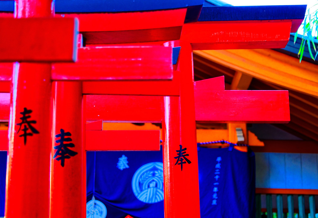 千本鳥居 奉　（根津神社 乙女稲荷）