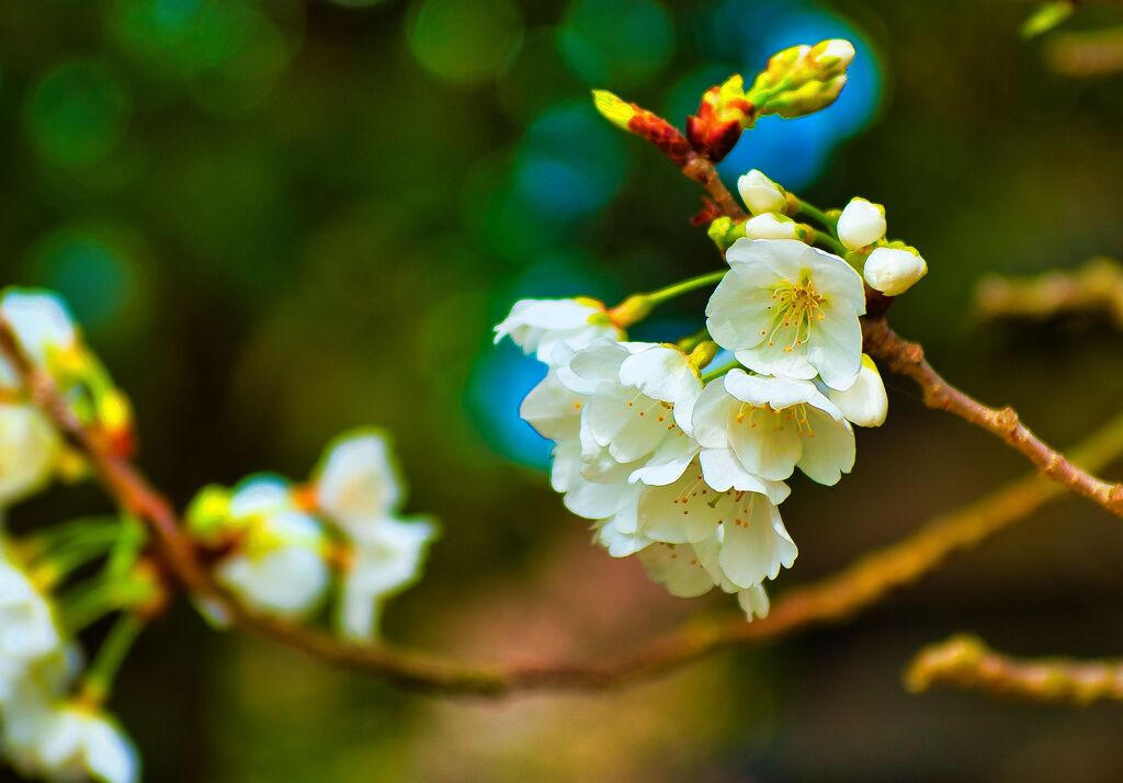 桜 ミドリヨシノ　(萩城跡指月公園）