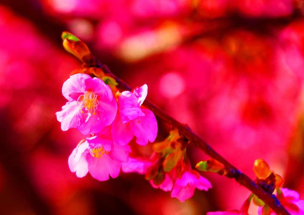 麗しき花色 河津桜①（萩市 親水公園）