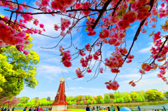 八重桜 浮間ヶ池畔　（板橋区舟渡 浮間公園）