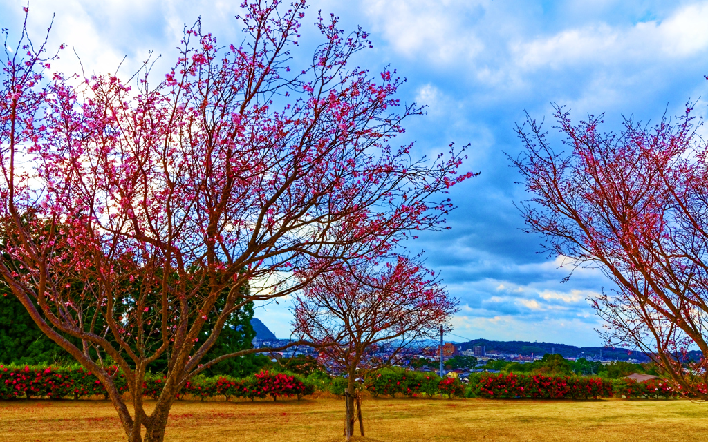 紅梅咲く（山口県萩市 陶芸の村公園）