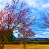 紅梅咲く（山口県萩市 陶芸の村公園）