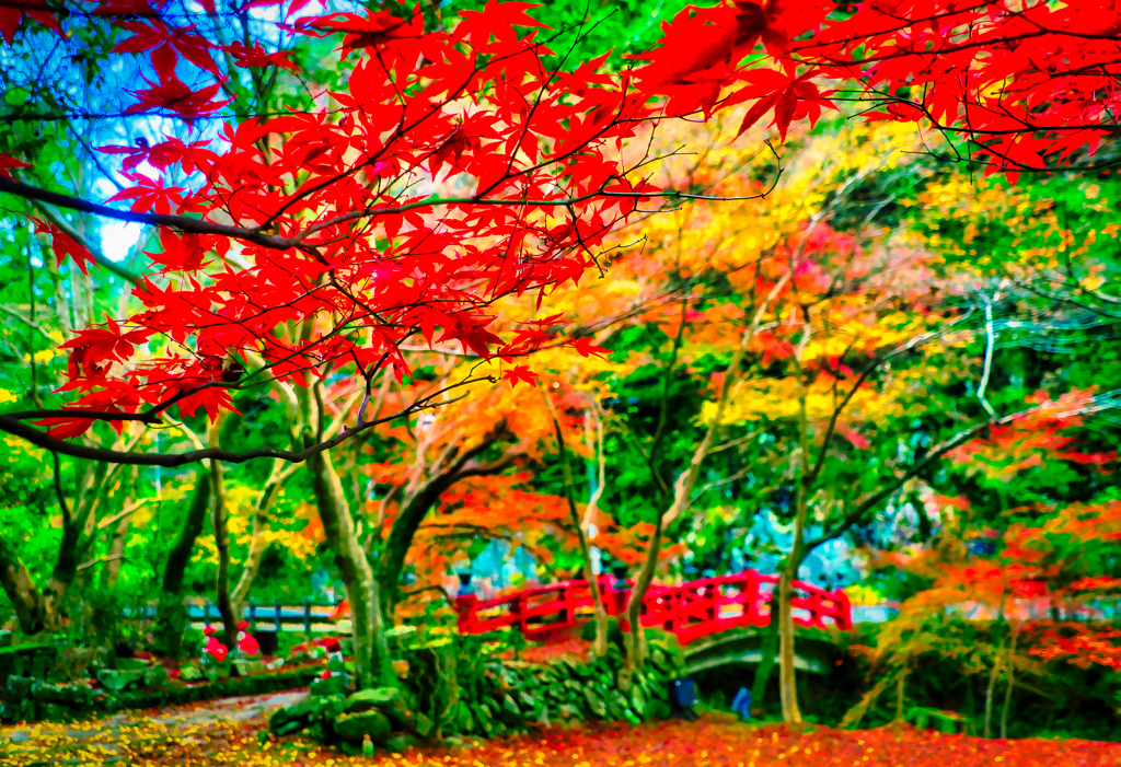 赤い橋バックに 紅葉（大寧寺）
