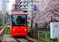 満開の桜の中を行く都電荒川線　面影橋付近