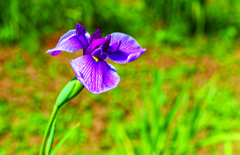 菖蒲 (萩市 木間菖蒲園)