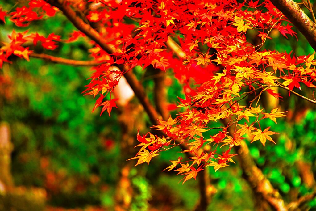 紅と黄のグラデーション　(津和野 旧堀氏庭園)