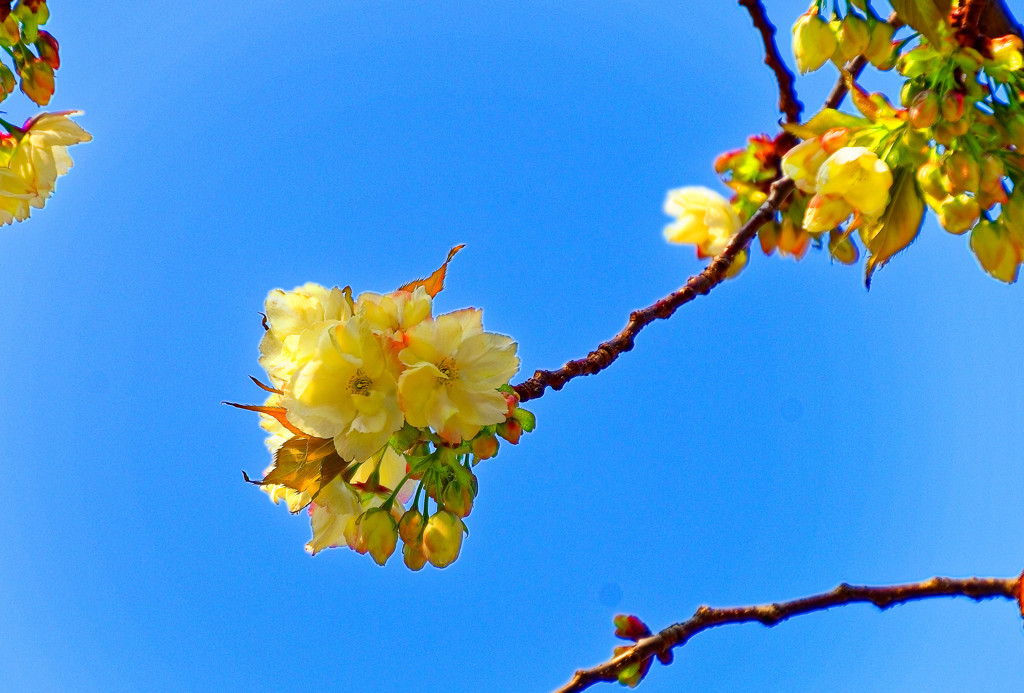 鬱金桜（ウコン桜）先始め　（さいたま市　別所沼公園）