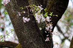六義園　幹から出た枝と枝垂桜の花が初々しい！