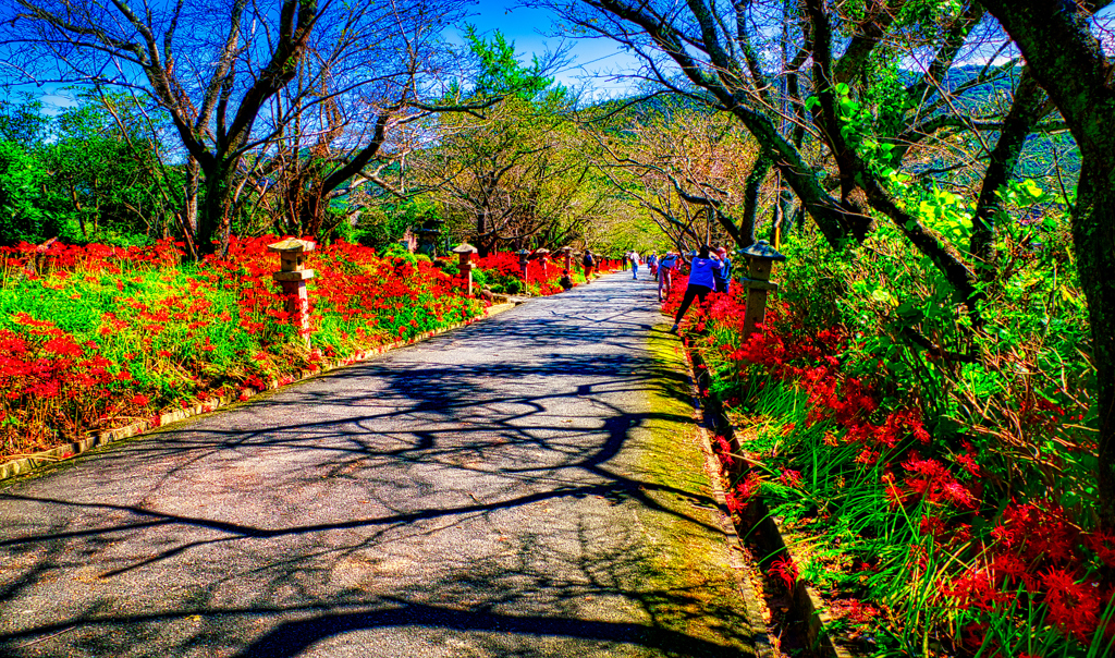 曼珠沙華咲き誇る参道（小鯖八幡宮）