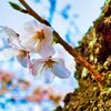 桜 ソメイヨシノ　(山口県萩市 萩城跡 )