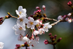 北浦和公園の桜、開花しました