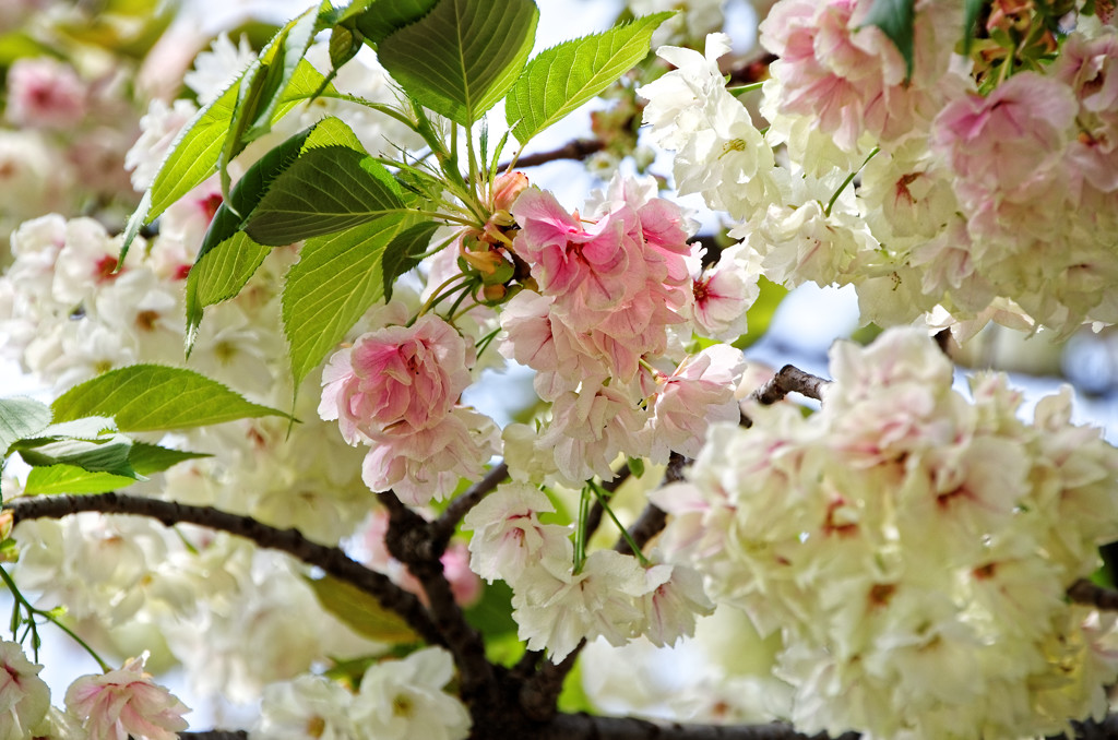 別所沼公園のウコン桜・・・花が赤く変化し始めました（３）