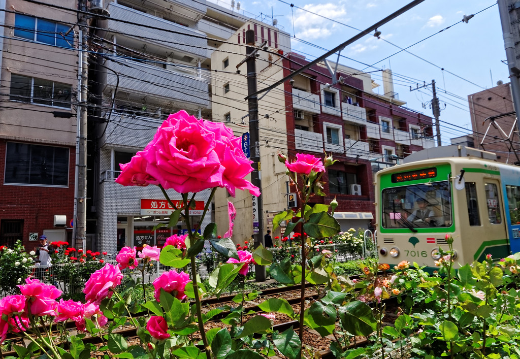 都電荒川線大塚駅前駅～の薔薇と都電⑤