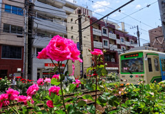 都電荒川線大塚駅前駅～の薔薇と都電⑤
