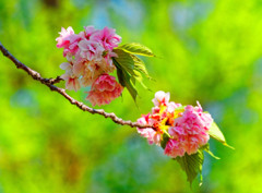 上品な紅色に鬱金桜”ウコン桜”①　（さいたま市　別所沼公園）
