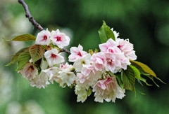 別所沼公園のウコン桜・・・花が赤く変化し始めました（２）
