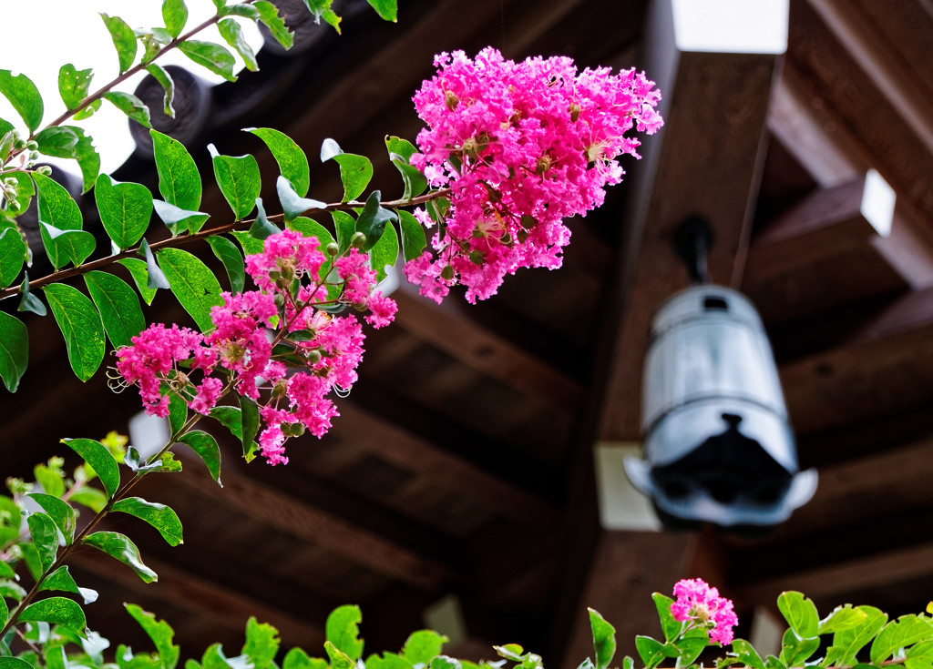 さるすべりの花　深大寺にて