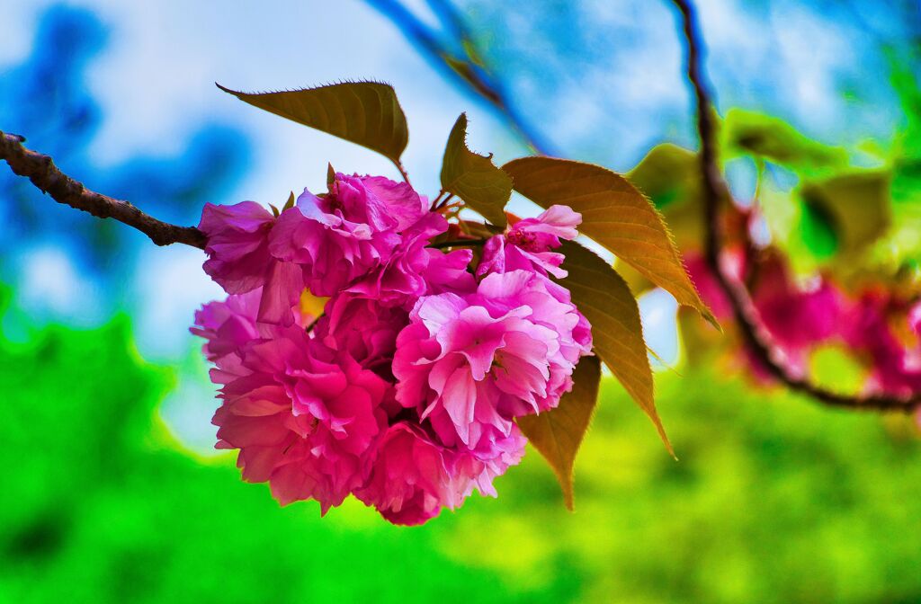 八重の桜　(山口県萩市)