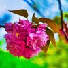 八重の桜　(山口県萩市)