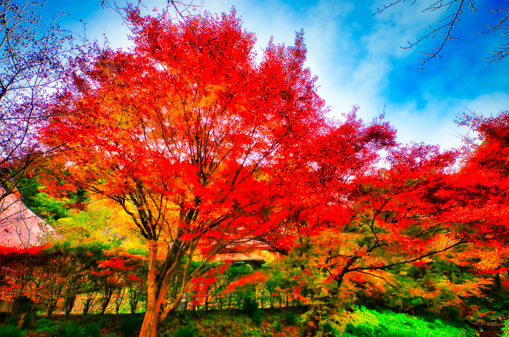 鮮やかに色付く  紅葉（重源の郷）