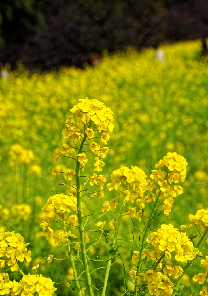 菜の花　浜離宮恩賜庭園にて