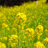 菜の花　浜離宮恩賜庭園にて