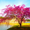 萩城のお堀に枝垂桜